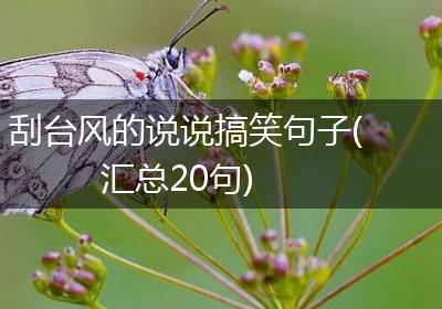 刮台风的说说搞笑句子(汇总20句)