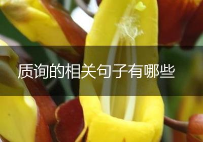 质询的相关句子有哪些