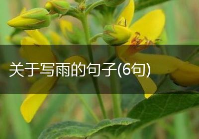 关于写雨的句子(6句)