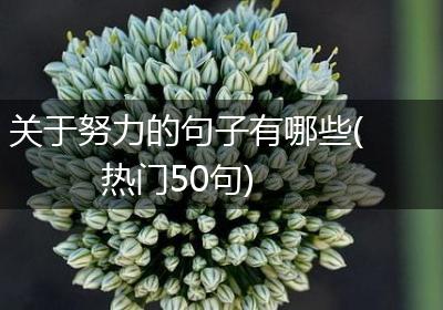 关于努力的句子有哪些(热门50句)