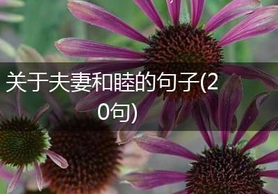 关于夫妻和睦的句子(20句)