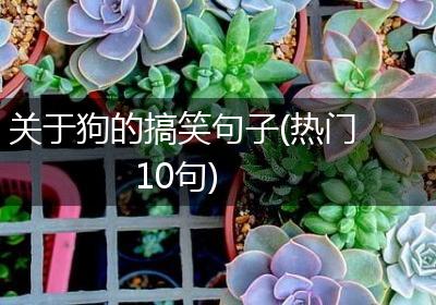 关于狗的搞笑句子(热门10句)