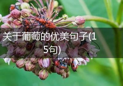 关于葡萄的优美句子(15句)
