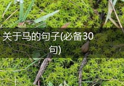 关于马的句子(必备30句)