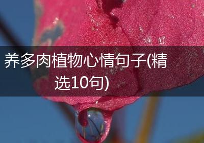 养多肉植物心情句子(精选10句)