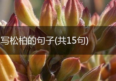 写松柏的句子(共15句)