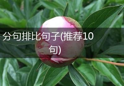 分句排比句子(推荐10句)