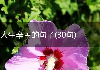 人生辛苦的句子(30句)