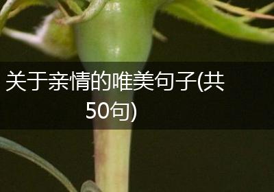 关于亲情的唯美句子(共50句)