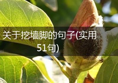 关于挖墙脚的句子(实用51句)