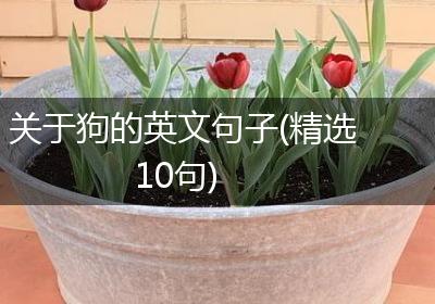 关于狗的英文句子(精选10句)