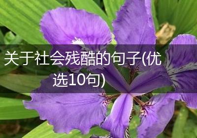 关于社会残酷的句子(优选10句)