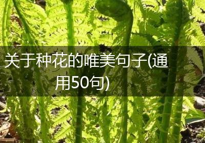 关于种花的唯美句子(通用50句)