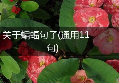 关于蝙蝠句子(通用11句)