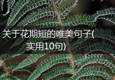 关于花期短的唯美句子(实用10句)
