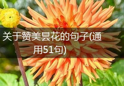 关于赞美昙花的句子(通用51句)