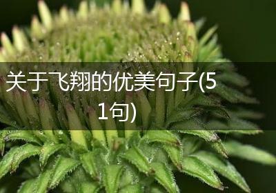 关于飞翔的优美句子(51句)