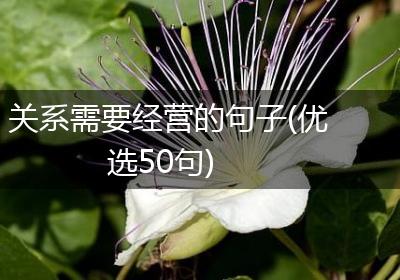 关系需要经营的句子(优选50句)