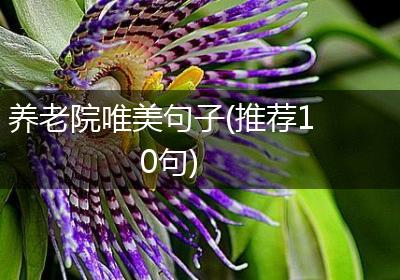 养老院唯美句子(推荐10句)
