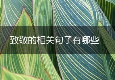 致敬的相关句子有哪些