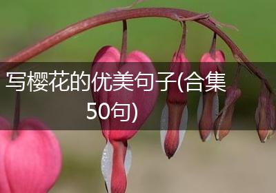 写樱花的优美句子(合集50句)