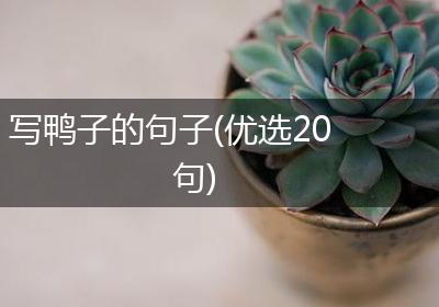 写鸭子的句子(优选20句)