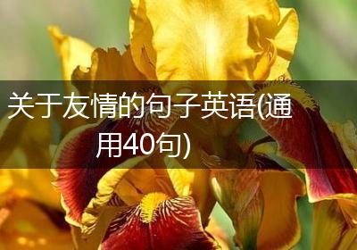 关于友情的句子英语(通用40句)