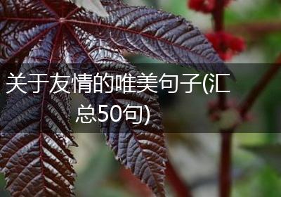 关于友情的唯美句子(汇总50句)