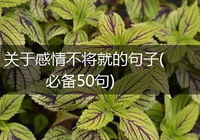关于感情不将就的句子(必备50句)
