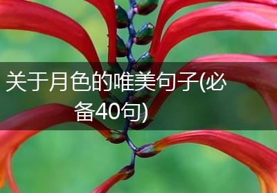 关于月色的唯美句子(必备40句)