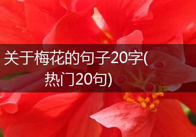 关于梅花的句子20字(热门20句)