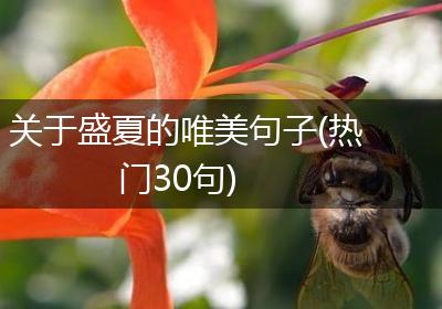 关于盛夏的唯美句子(热门30句)