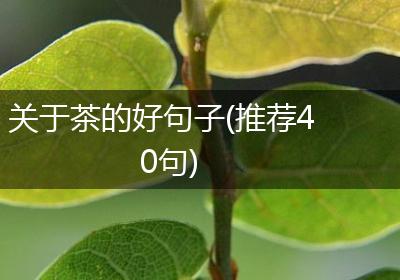 关于茶的好句子(推荐40句)