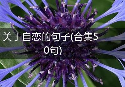 关于自恋的句子(合集50句)