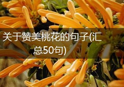 关于赞美桃花的句子(汇总50句)