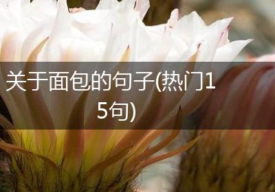 关于面包的句子(热门15句)