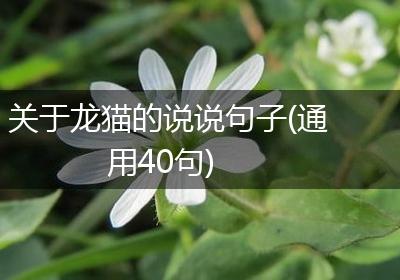 关于龙猫的说说句子(通用40句)