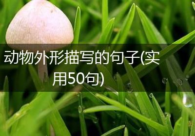 动物外形描写的句子(实用50句)