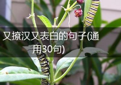 又撩汉又表白的句子(通用30句)