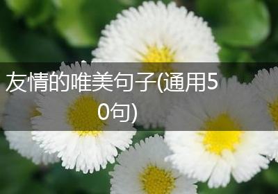 友情的唯美句子(通用50句)