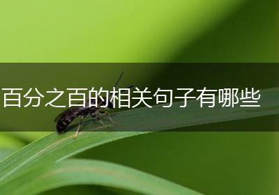 百分之百的相关句子有哪些