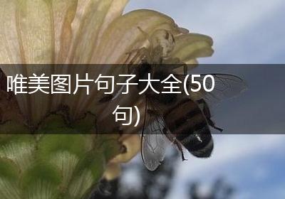 唯美图片句子大全(50句)