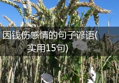 因钱伤感情的句子谚语(实用15句)