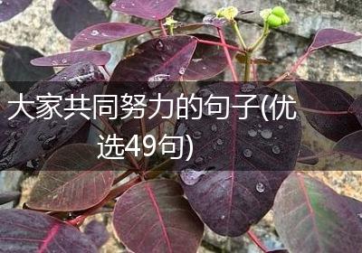 大家共同努力的句子(优选49句)