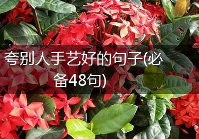 夸别人手艺好的句子(必备48句)