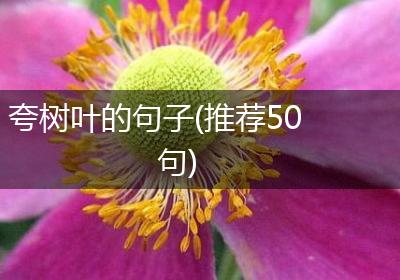 夸树叶的句子(推荐50句)