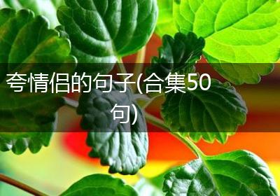 夸情侣的句子(合集50句)