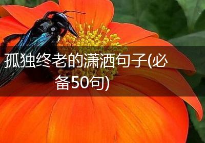 孤独终老的潇洒句子(必备50句)