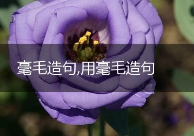 毫毛造句,用毫毛造句