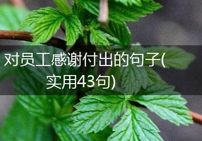 对员工感谢付出的句子(实用43句)